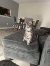 Silver - Photo 8