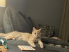 Butterscotch - Photo 1