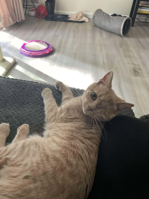 BUTTERSCOTCH - Domestic Short Hair available for adoption