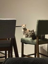 Butterscotch - Photo 3
