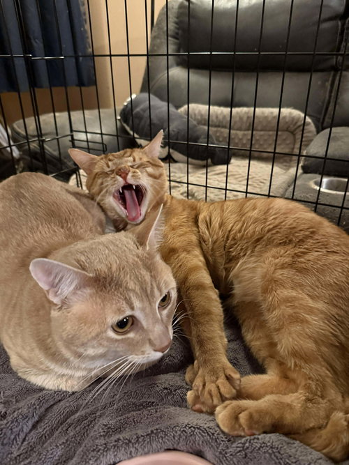 IGOR - Domestic Short Hair available for adoption