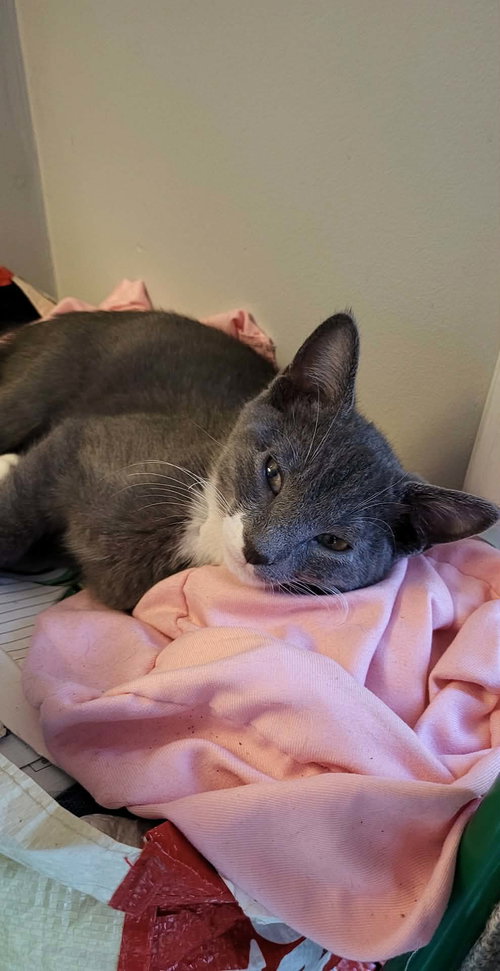 COMET - Domestic Short Hair available for adoption