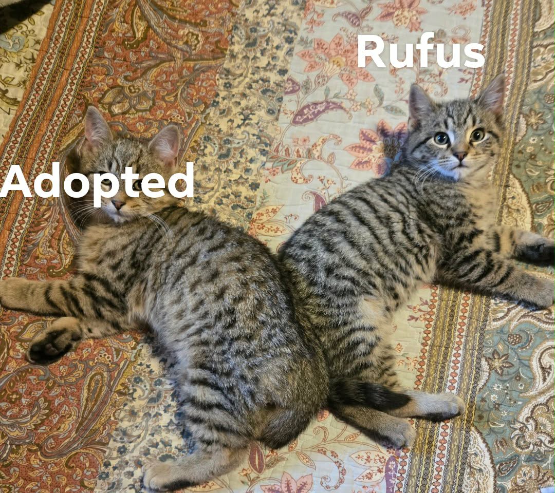 Rufus Image