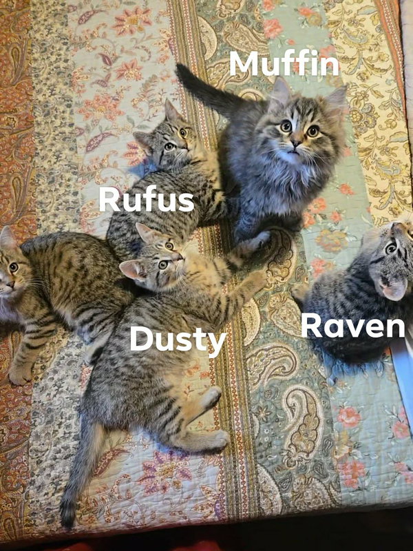 Rufus