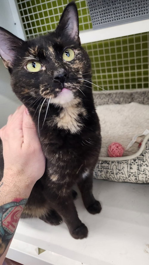 Peanut, Adult Domestic Short Hair (short coat), cat for adoption in Dover, Delaware
