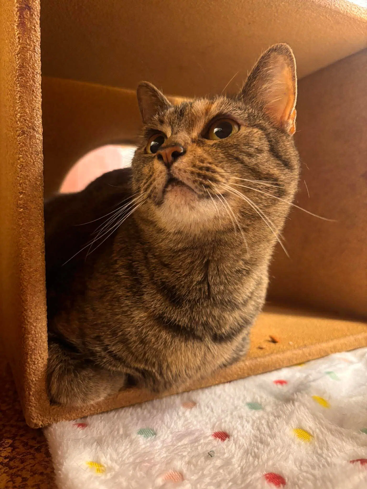 Koko - Domestic Short Hair