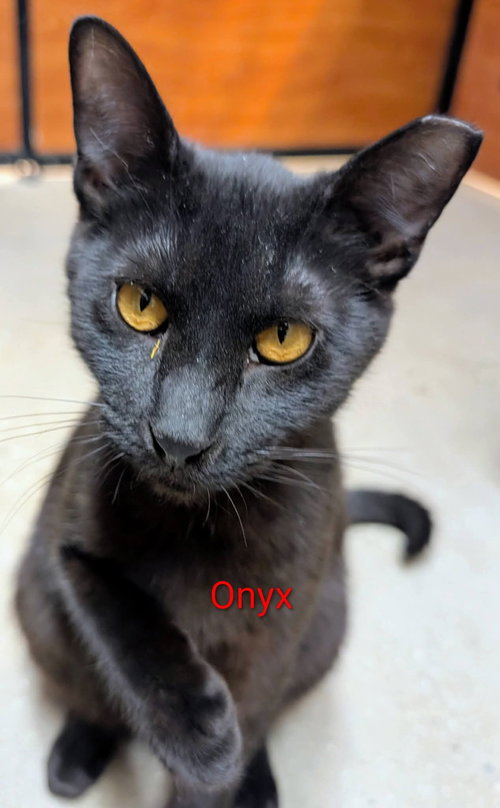 Onyx, Young Domestic Short Hair (short coat), cat for adoption in Dover, Delaware