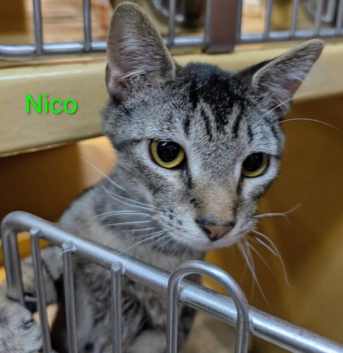 Nico, Young Domestic Short Hair (short coat), cat for adoption in Dover, Delaware