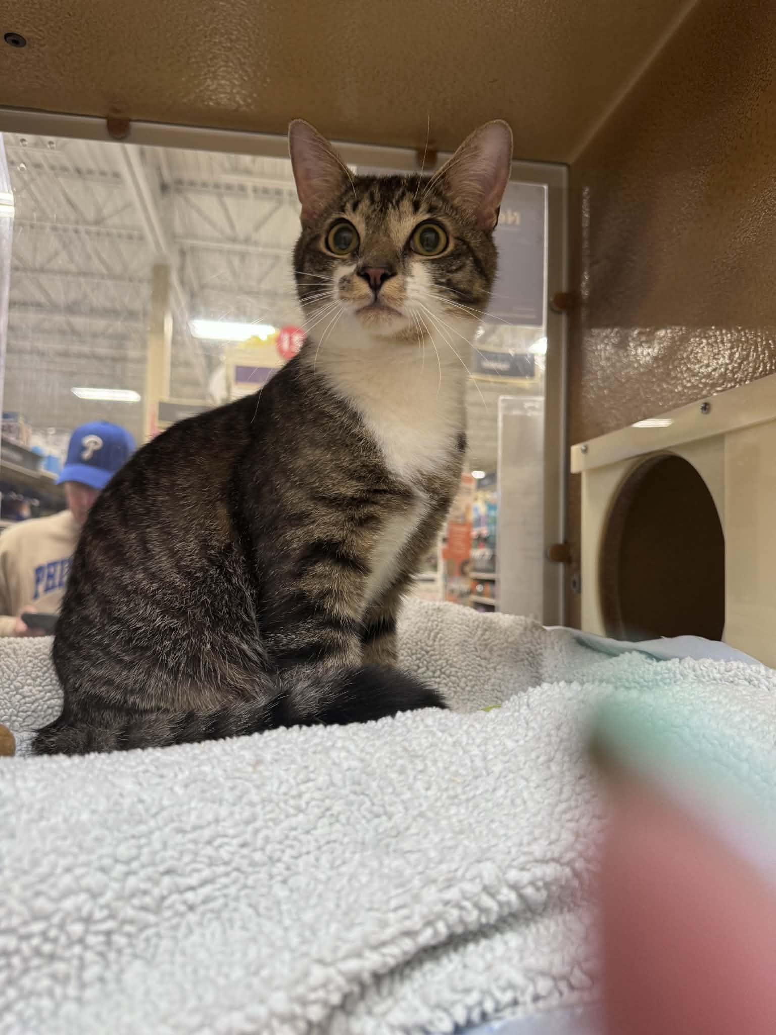Cricket - Domestic Short Hair
