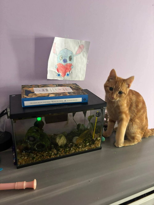 Spenser, Young Domestic Short Hair (short coat), cat for adoption in Dover, Delaware