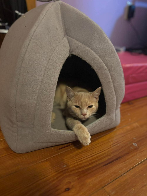 Malaki, Young Domestic Short Hair (short coat), cat for adoption in Dover, Delaware