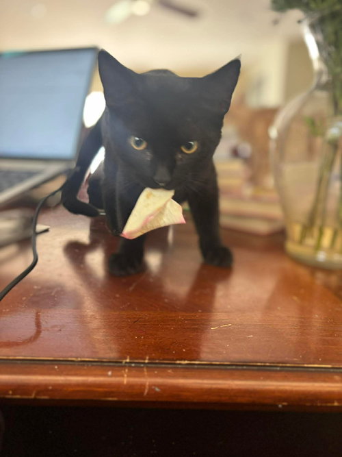 Harper, Young Domestic Short Hair (short coat), cat for adoption in Dover, Delaware