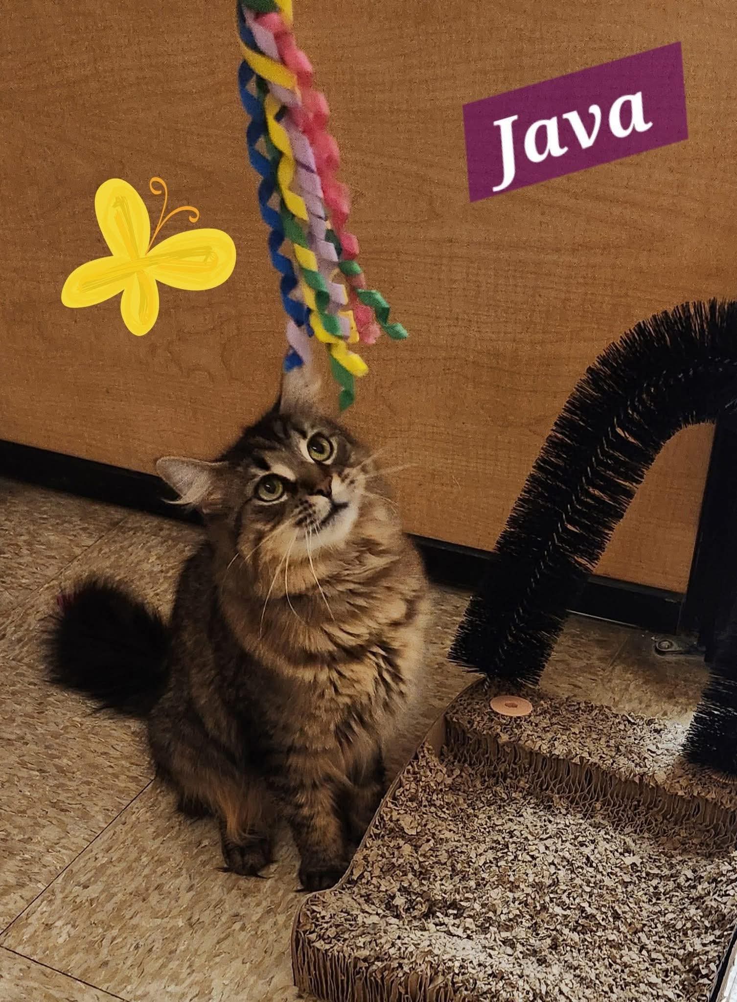 Java