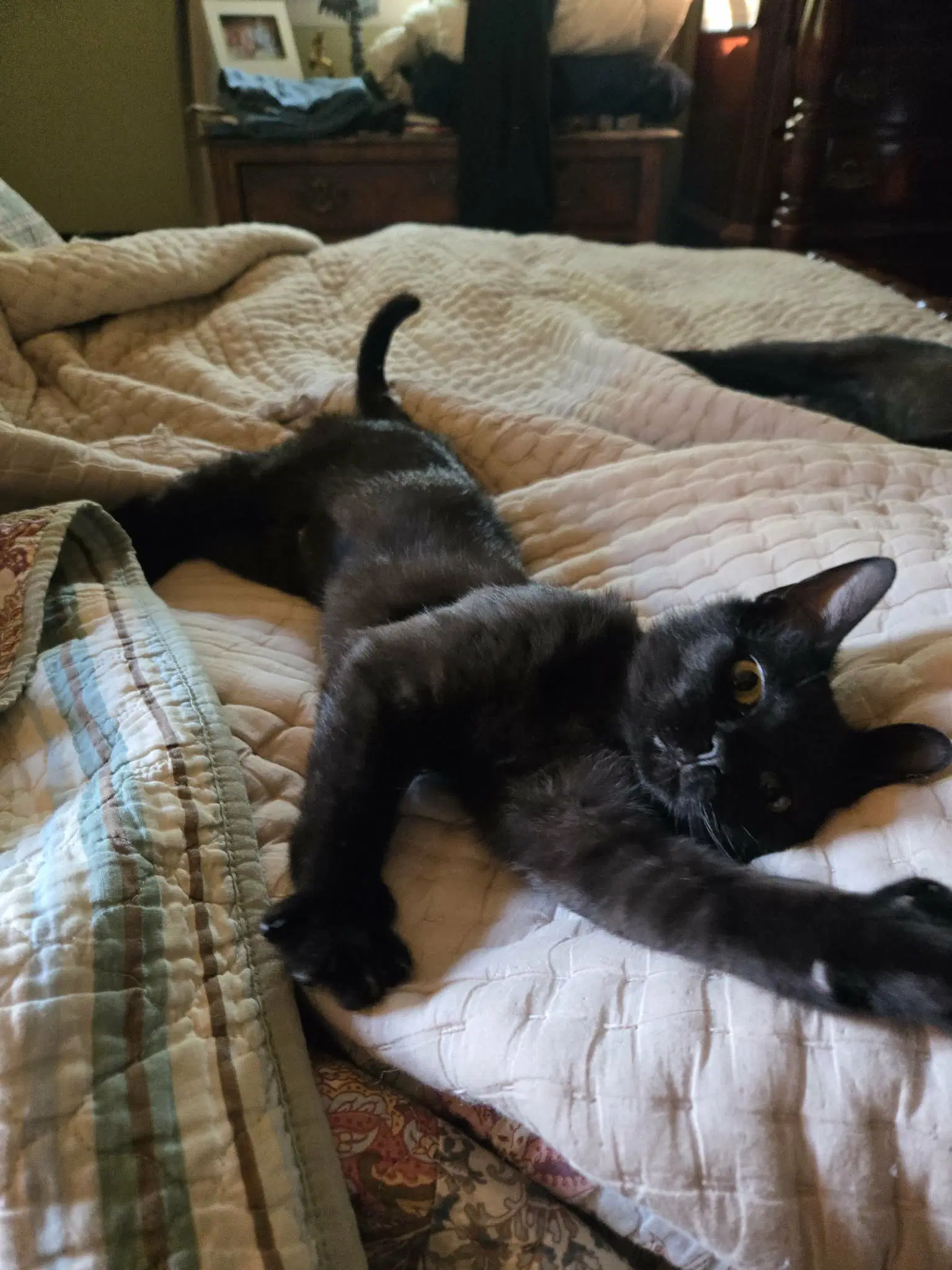 Katelyn Jennifer - Domestic Short Hair