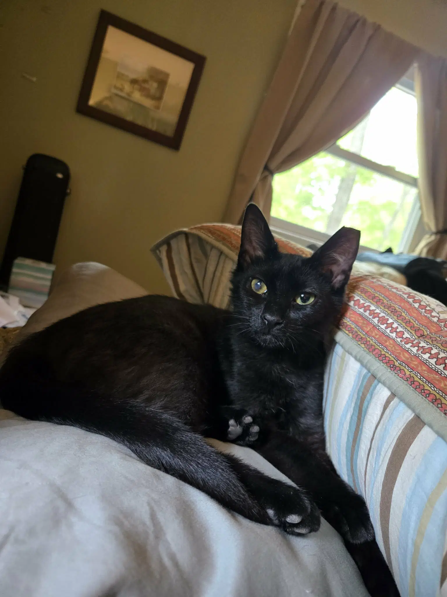 Jayfeather - Domestic Short Hair