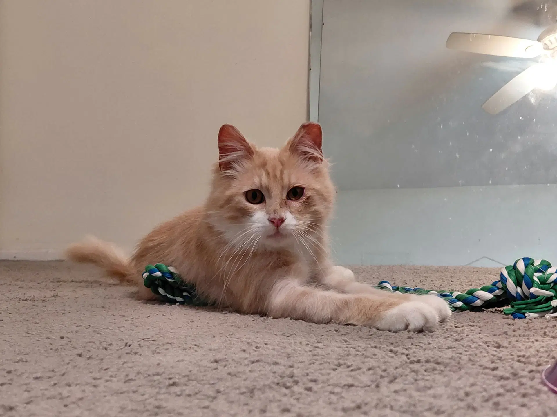 Gus - Domestic Long Hair