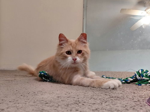 Gus