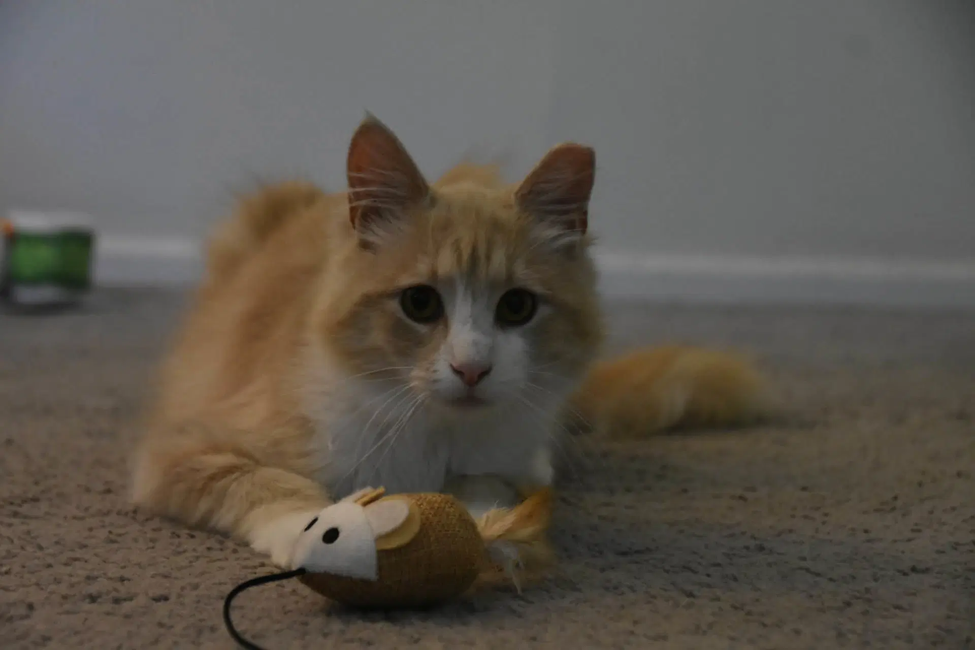 Gus image 2