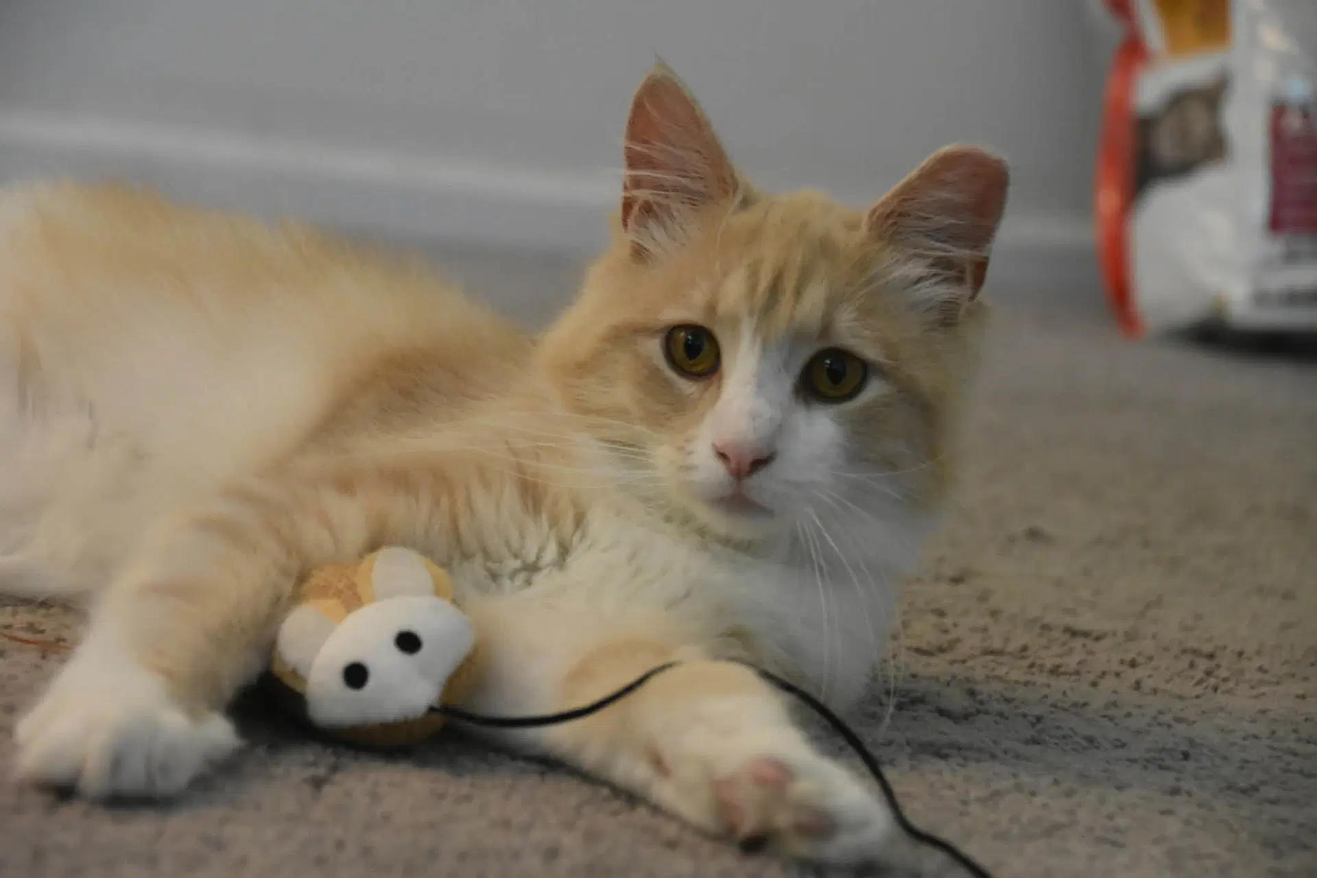 Gus image 3