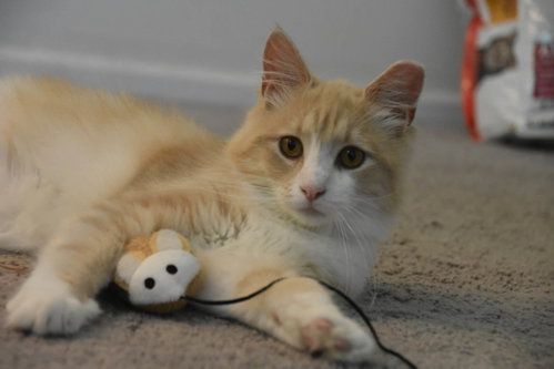 Photo 3 of Gus