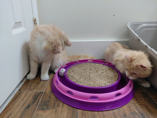 Photo 5 of Gus