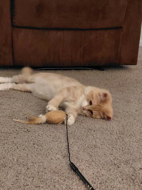 Photo 6 of Gus