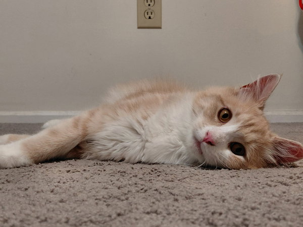 Gus