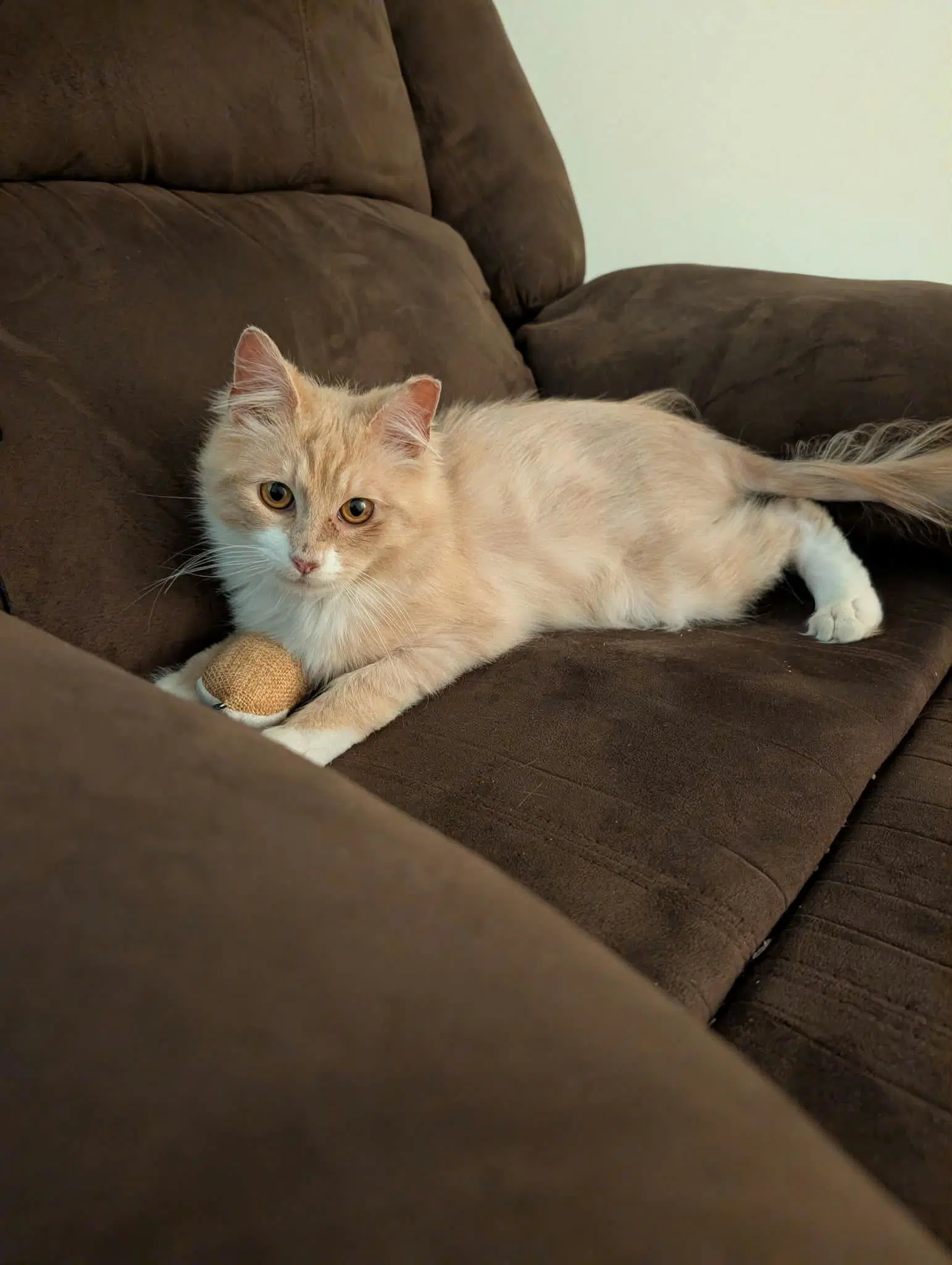 Jacques - Domestic Long Hair