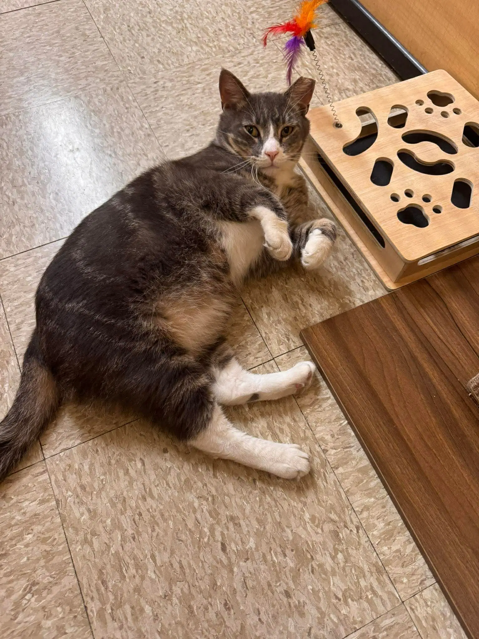 Thor - Domestic Short Hair