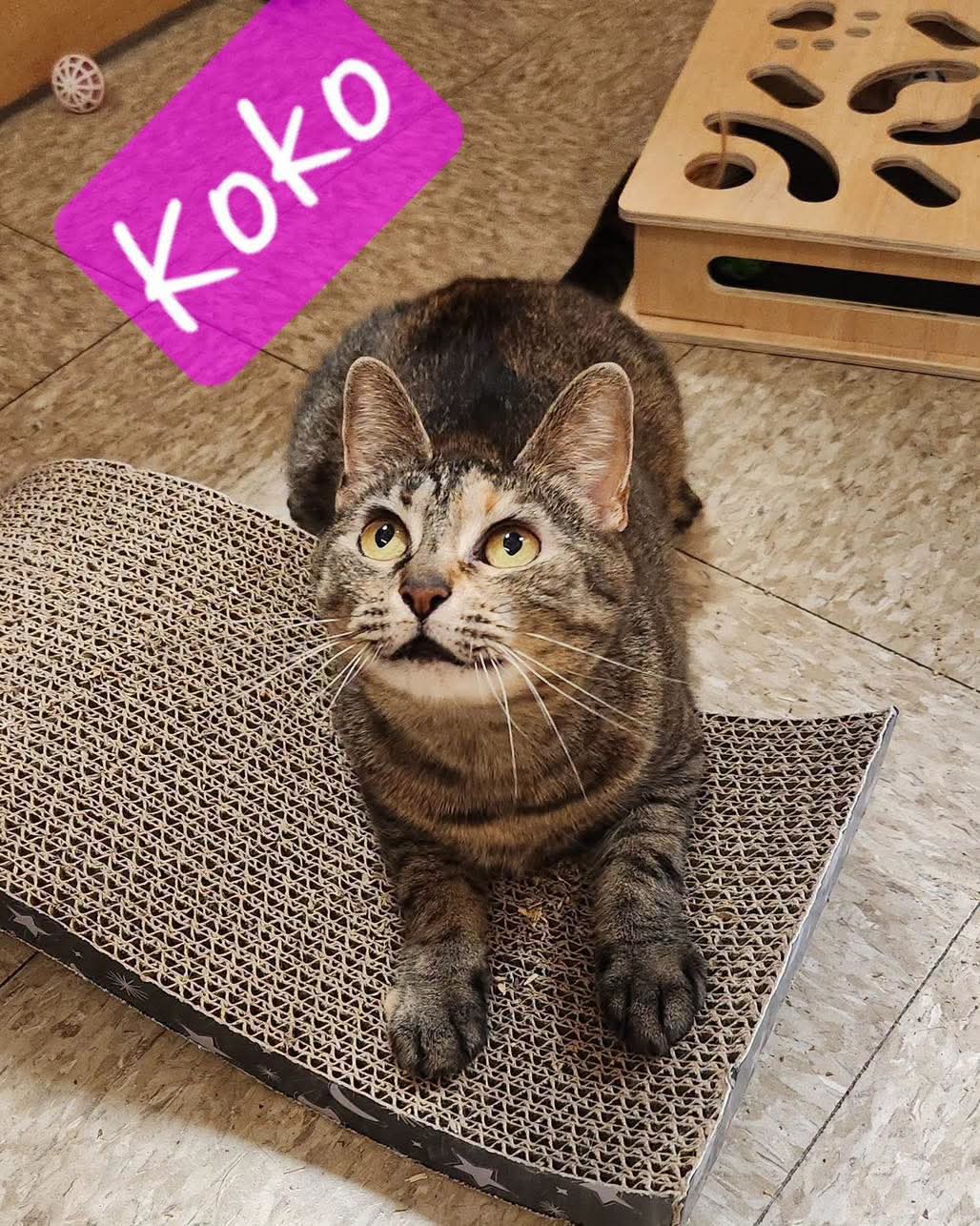 Koko - Domestic Short Hair