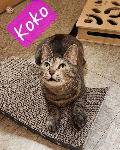 Koko