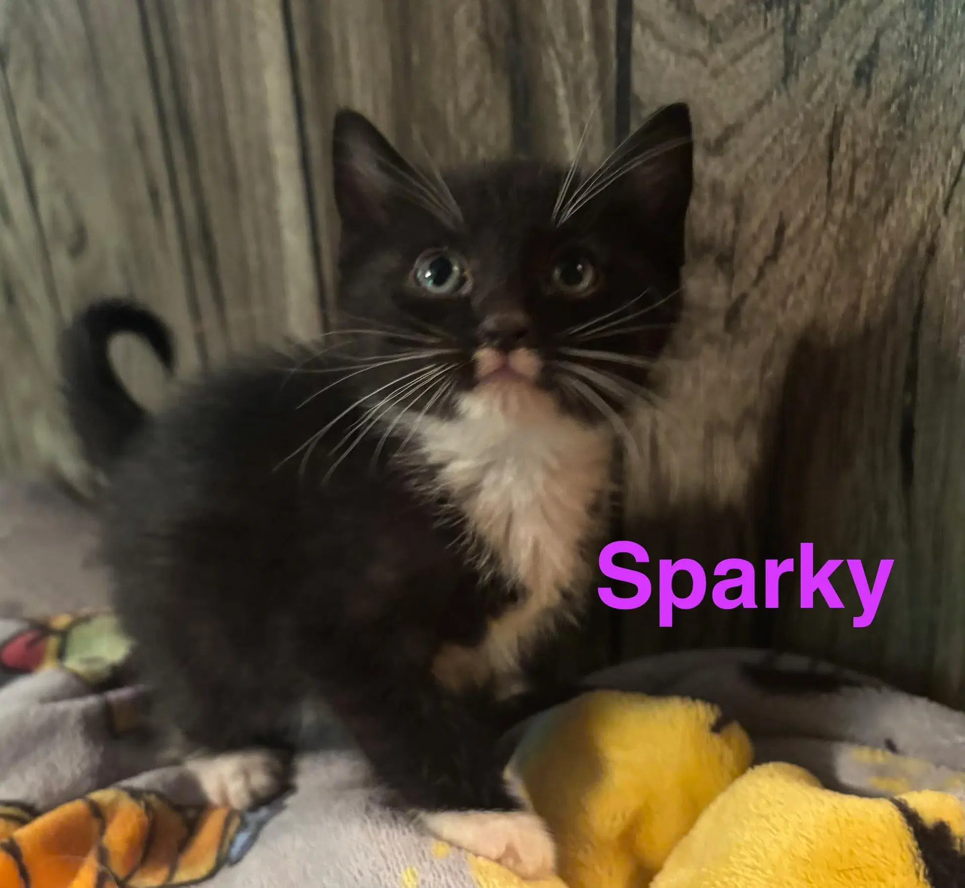Sparky - Domestic Short Hair