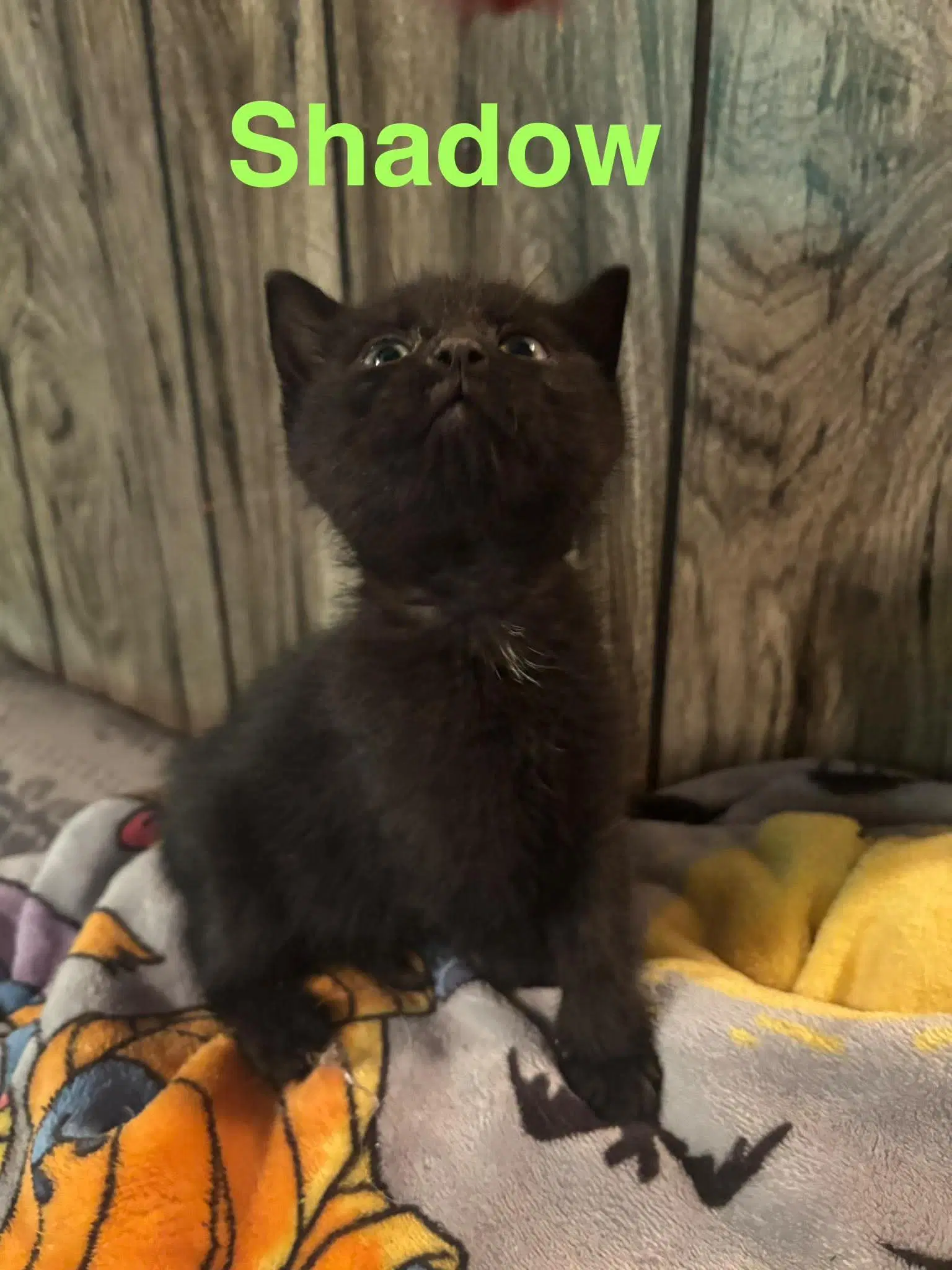 Shadow - Domestic Short Hair