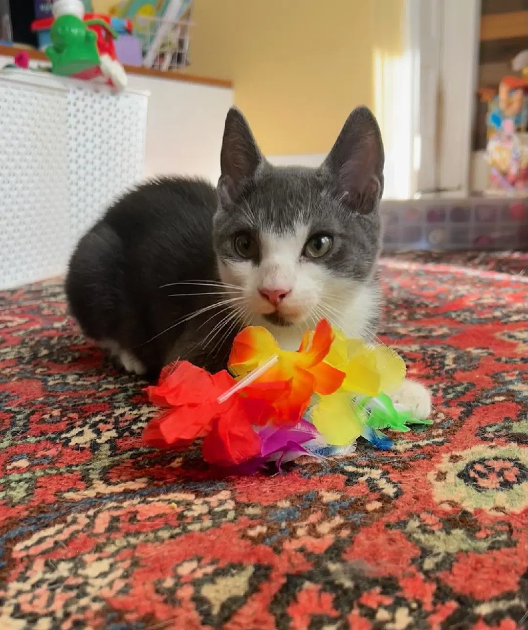 Alden - Domestic Short Hair