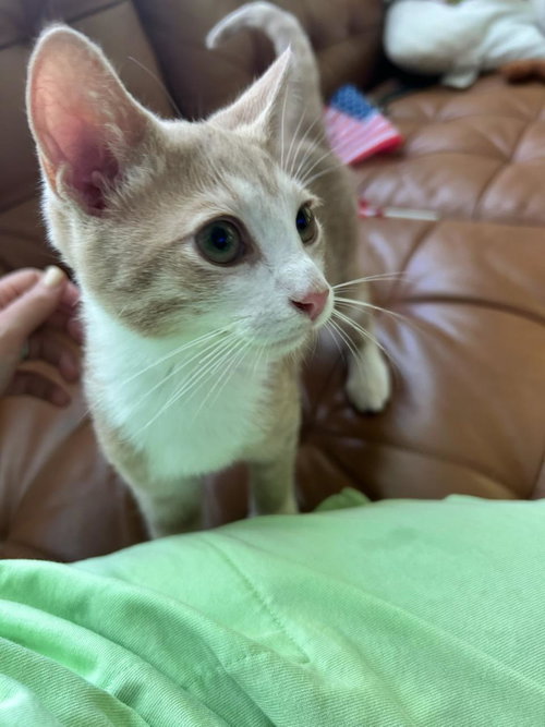 picture of the cat needing adoption