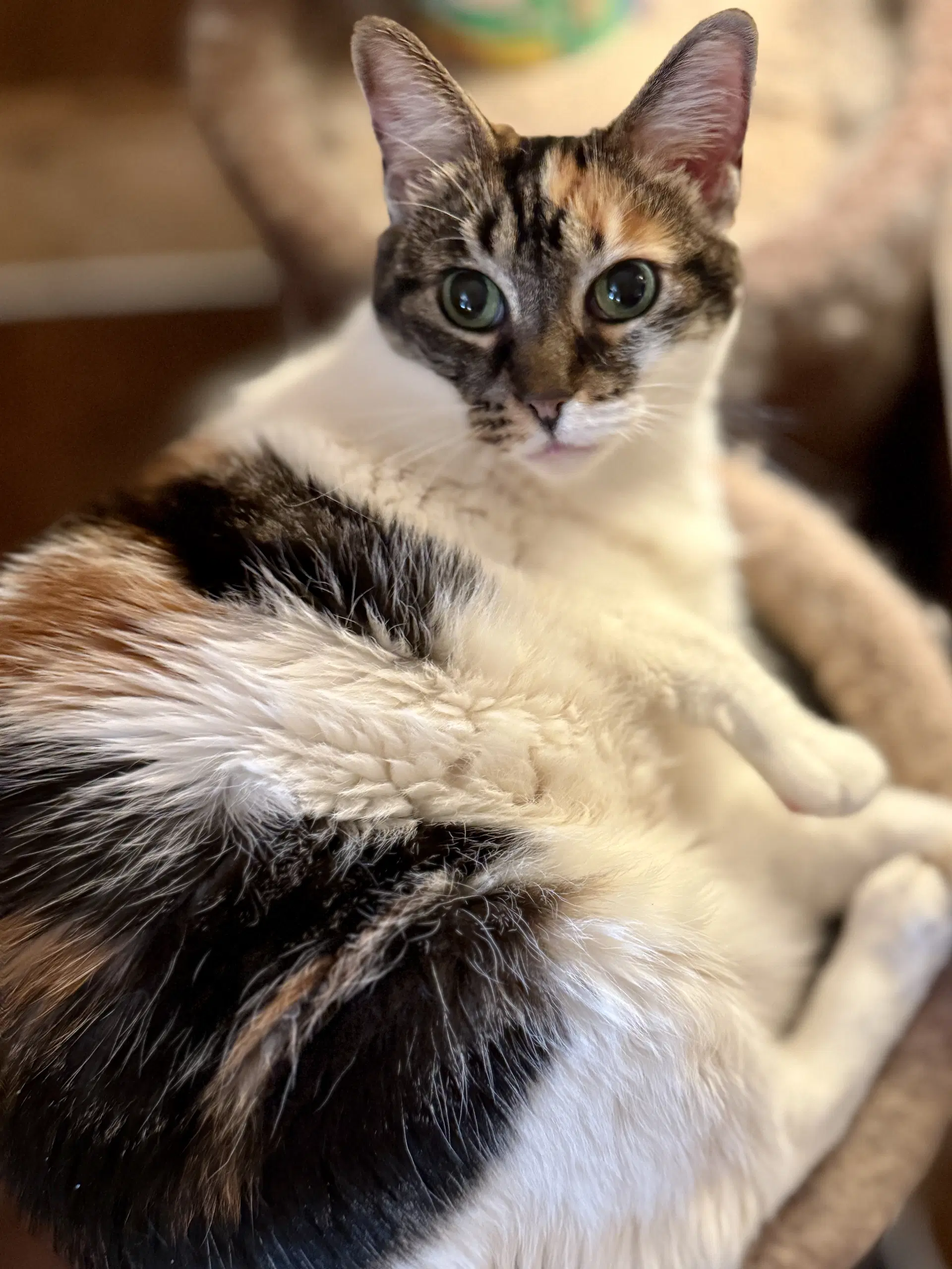 Ameila image 2