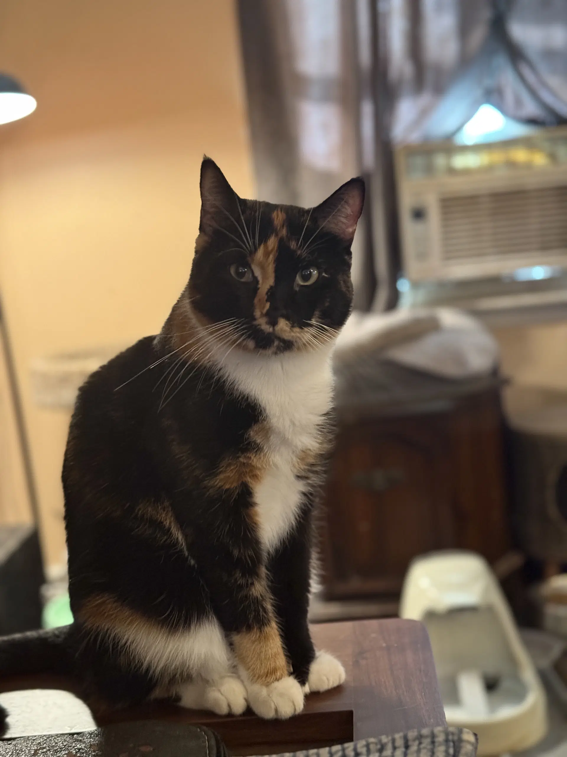 Reese - Tortoiseshell