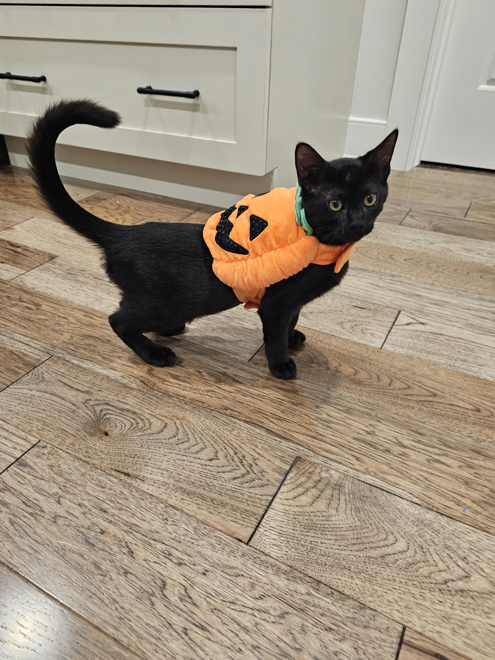 Guiness, Domestic Short Hair
