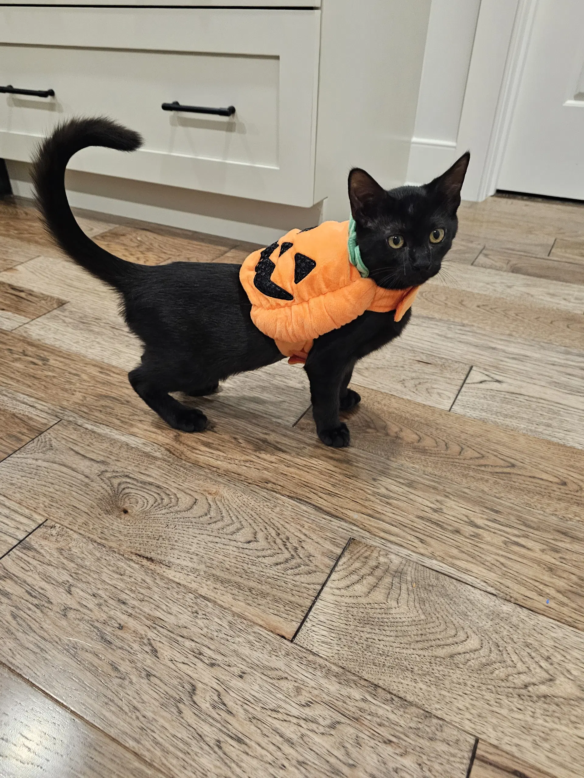 Guiness - Domestic Short Hair