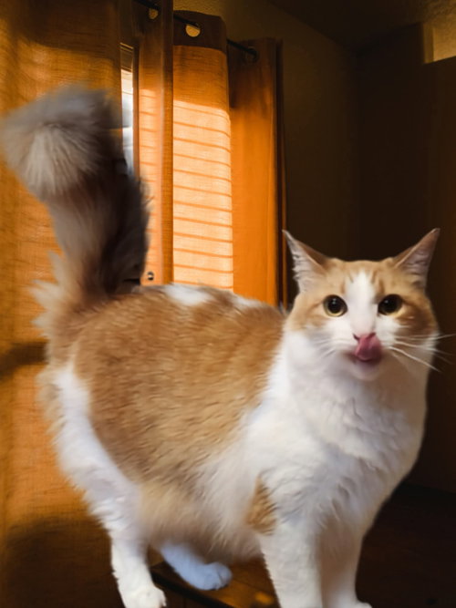Buttercup, a cat for adoption from Kizzy's Place Inc