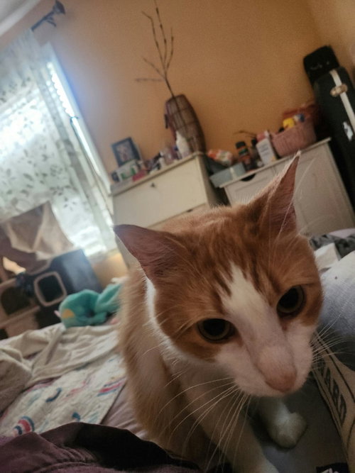 Photo 4 of Buttercup