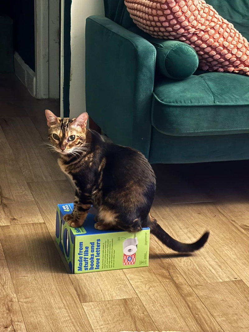 Princess, a young female Bengal cat up for adoption