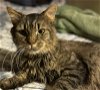 adoptable Cat in parrish, FL named Taziki