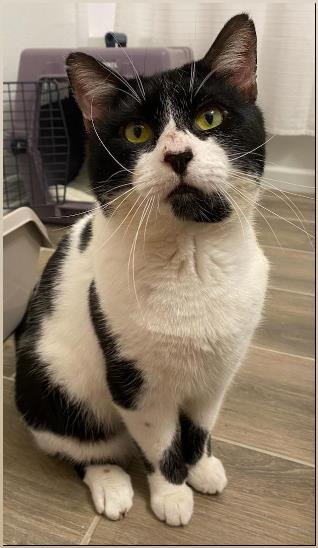 adoptable Cat in Parrish, FL named Mittens