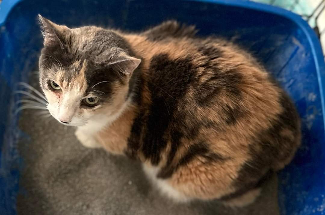 adoptable Cat in Parrish, FL named Valentine