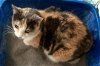 adoptable Cat in parrish, FL named Valentine