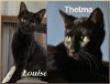 adoptable Cat in parrish, FL named Thelma & Louise (ADOPT AS PAIR)