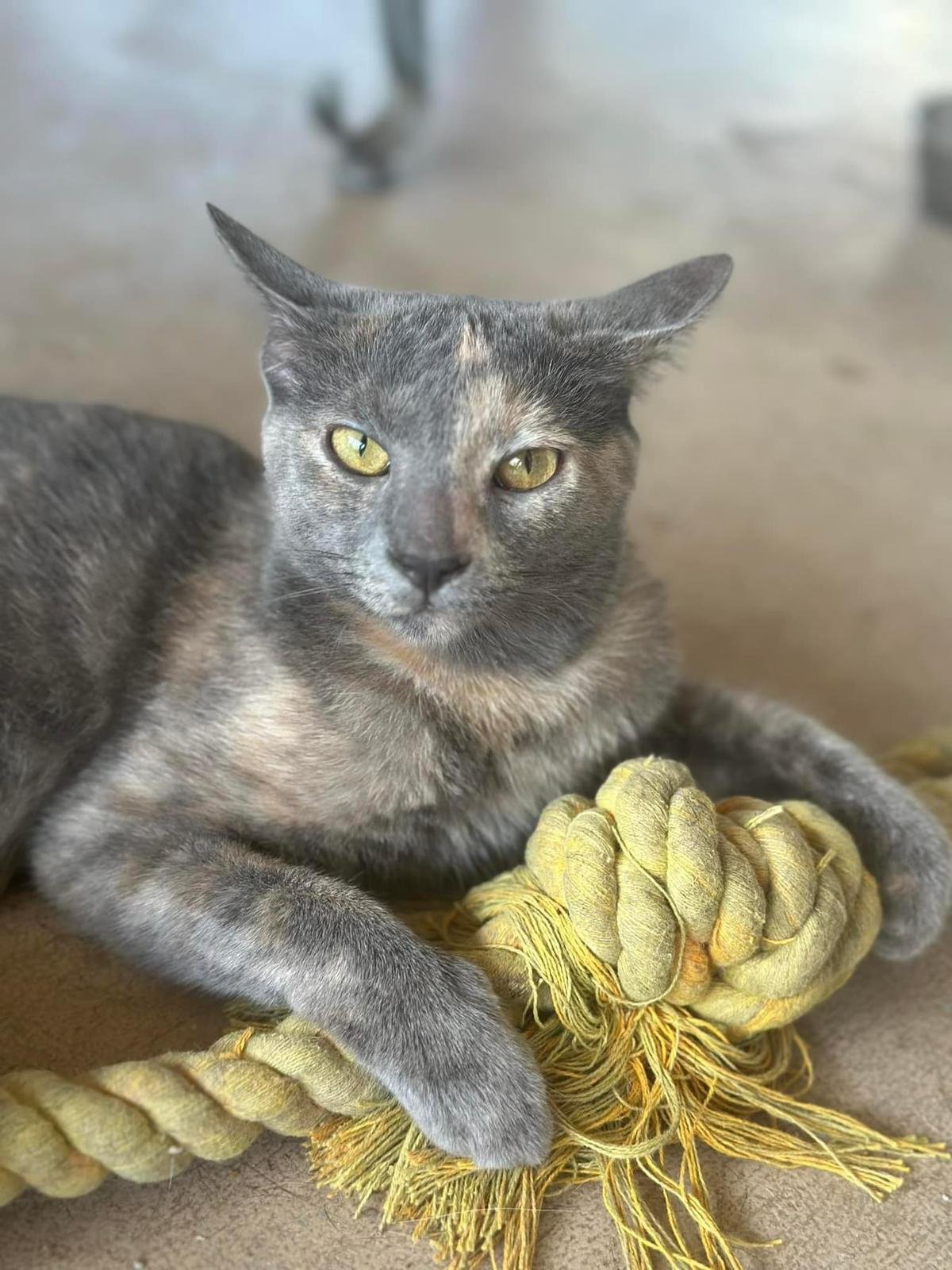 adoptable Cat in Parrish, FL named Delilah
