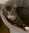 adoptable Cat in parrish, FL named Truman
