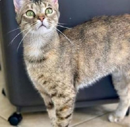 adoptable Cat in Parrish, FL named Sandy